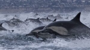 Video shows mesmerizing ‘dolphin stampede’ off Dana Point, California